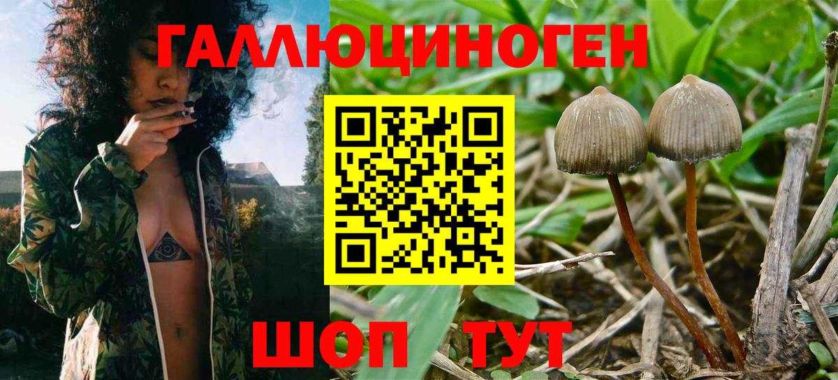 Галлюциногенные грибы мицелий Лесной